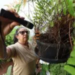 Mato Grosso do Sul confirma 10.817 casos de chikungunya em 2026
